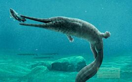 Amphibiatp