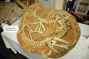 Gallimimus fossil 04