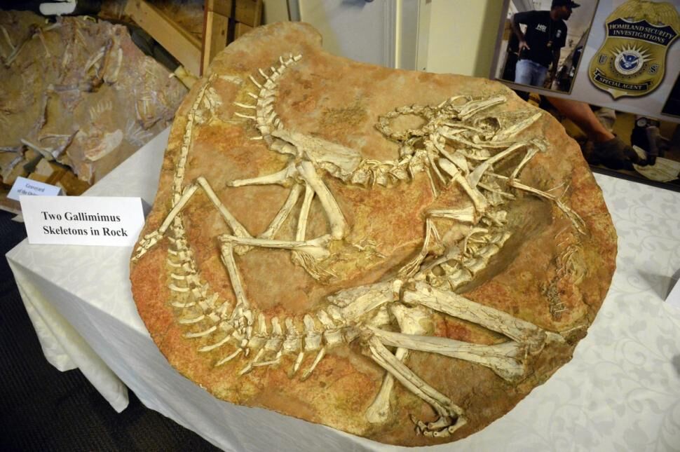 Gallimimus fossil 04.jpg