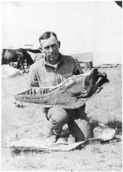 George Sternberg with lower jaw of an Albertosaurus in Steveville, Alberta, 1921