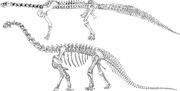 History camarasaurus-reconstructions