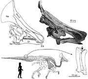 Olorotitan skull.jpg