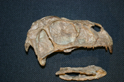 Incisivosaurus skull