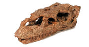 Melanorosaurus-skull