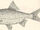 Rutilus rutilus pleistocaenicus