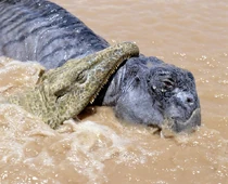 Протерозух0.jpg (99 КБ) Протерозух схватил листрозавра. Кадр из фильма "Прогулки с монстрами :жизнь до динозавров".