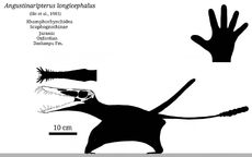 1angustinaripterus skeletal by sassypaleonerd ddb1dvu-pre