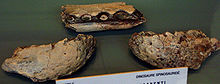220px-Cristatusaurus.jpg