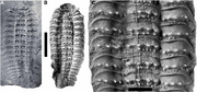 Arthropleura-sp-specimen-MNHNFSOT002122-A-counterpart-inside-the-nodule-B-Latex