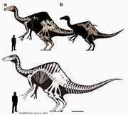 Deinocheirus skeleton