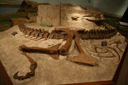 Tyrannosaurus fossils