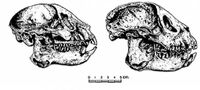 Черепа археолемуров в сравнении. Слева - археолемур Майора, справа - археолемур Эдвардса.