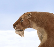 Homotherium-latidens-by-me-edited-versions-v0-j5dujaoqfb1e1