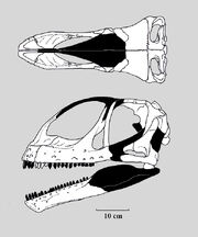 Jobaria skull