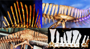 Spinosauridae sail comparison