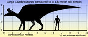 Lambeosaurus-size