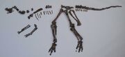 Nipponosaurus fossil.jpg