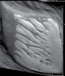 Planalepis2