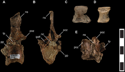 Talos vertebrae