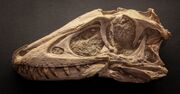 Tarbosaurus skull 08