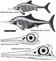 Ophthalmosaurus588