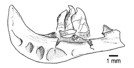 Protothymallus elongatus pharingial