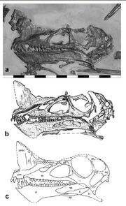 Raeticodactylus skull.jpg