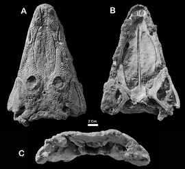 Stanocephalosaurus-amenasensis-nov-sp-from-the-Lower-Middle-Triassic-of-Algeria-Photos.png