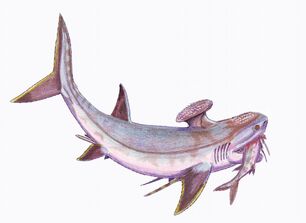 Stethacanthus1DB