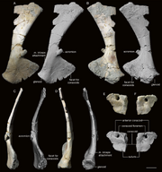 Woznikella-triradiata-n-gen-n-sp-scapulocoracoid-A-D-ZPAL-V-34-1-7-right