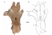 Argodicynodon roofs