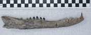 Boverisuchus vorax