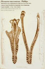 Pliosaurus macromerus skull.jpg