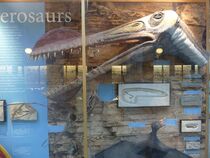 Pterosaur exhibit