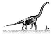 Brachiosaurus altithorax реконструкция