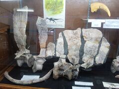 Ichthyovenator laosensis 02