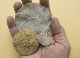Picture of the day nummulites 2 703