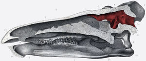 Brain cavity of Stegosaurus stenops (holotype USNM 4934)