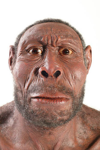 Homo erectus