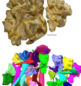 Энигмаспина1