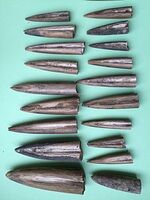 220px-Belemnites