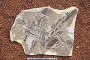 Anchiornis fossil 04