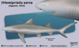 Hemipristis serra agassiz 1843 by mifverse dg4asnt-414w-2x