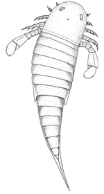 Nanahughmilleria.gif