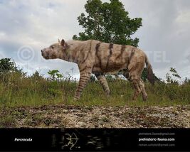 Percrocuta1-