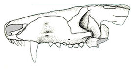 Prozostrodon