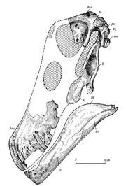 Quaesitosaurus orientalis Курзанов 1983.