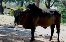 440px-Indian Aurochs B p namadicus 3