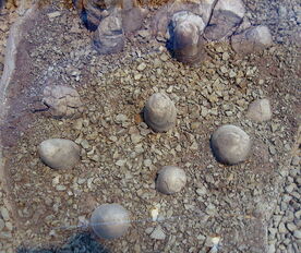 800px-Troodon formosus eggs 01