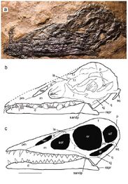 Bergamodactylus skull.jpg